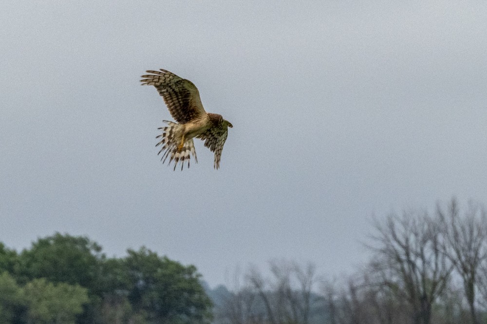 Northern Harrier - ML620765671