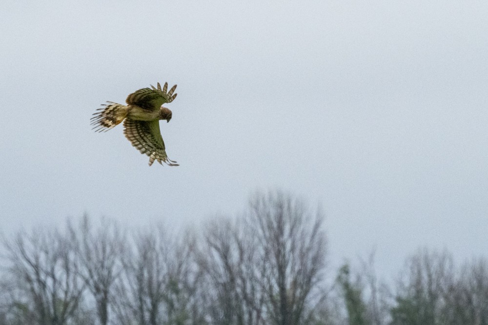 Northern Harrier - ML620765672