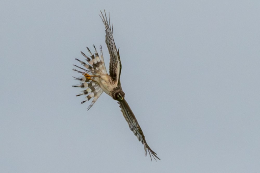 Northern Harrier - ML620765674