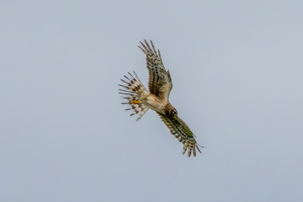 Northern Harrier - ML620765675