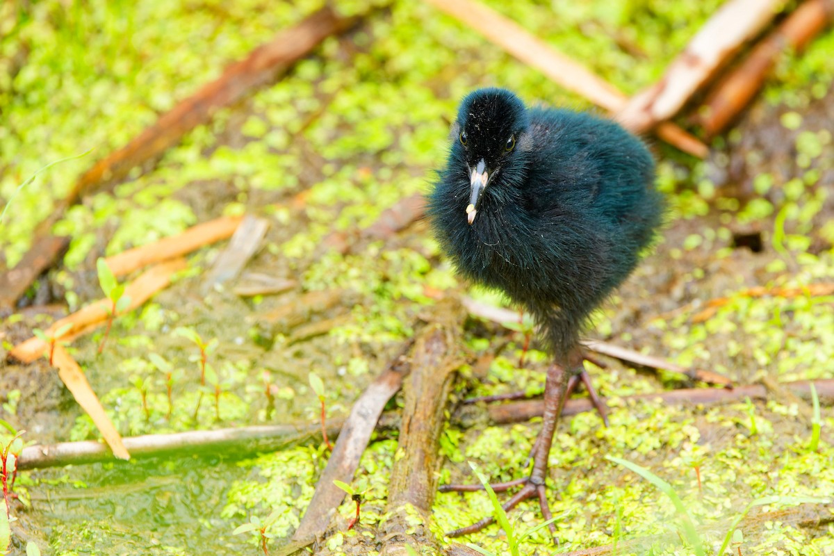 Virginia Rail - ML620765677