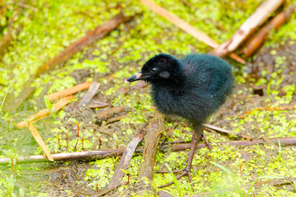 Virginia Rail - ML620765678