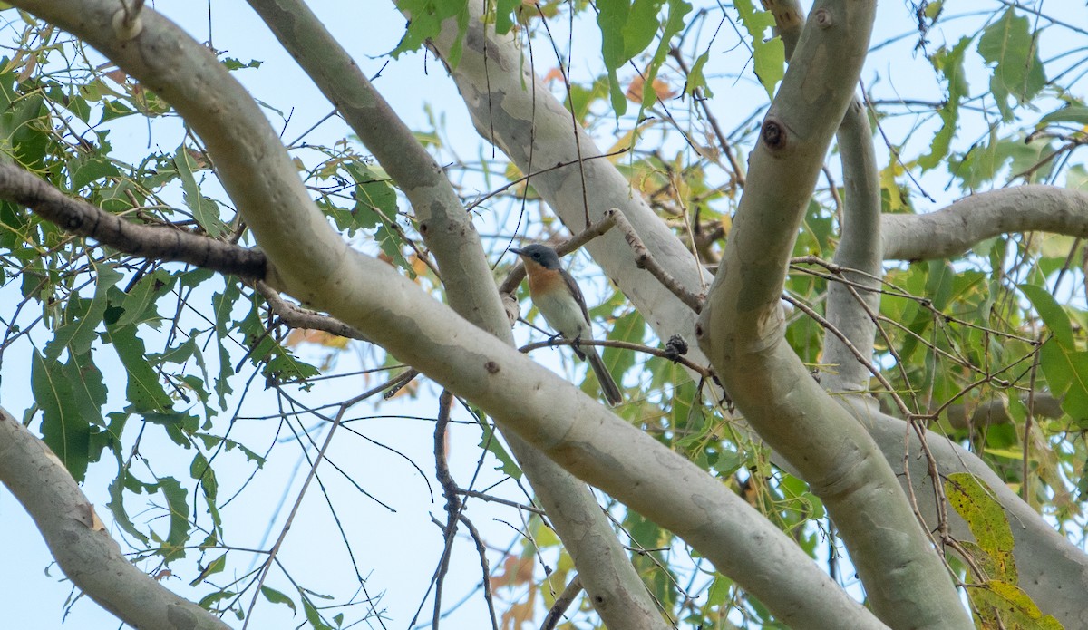 Leaden Flycatcher - ML620765685