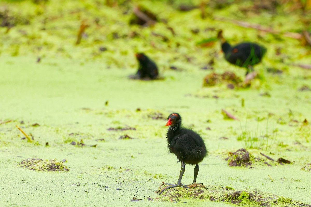 Common Gallinule - ML620765687