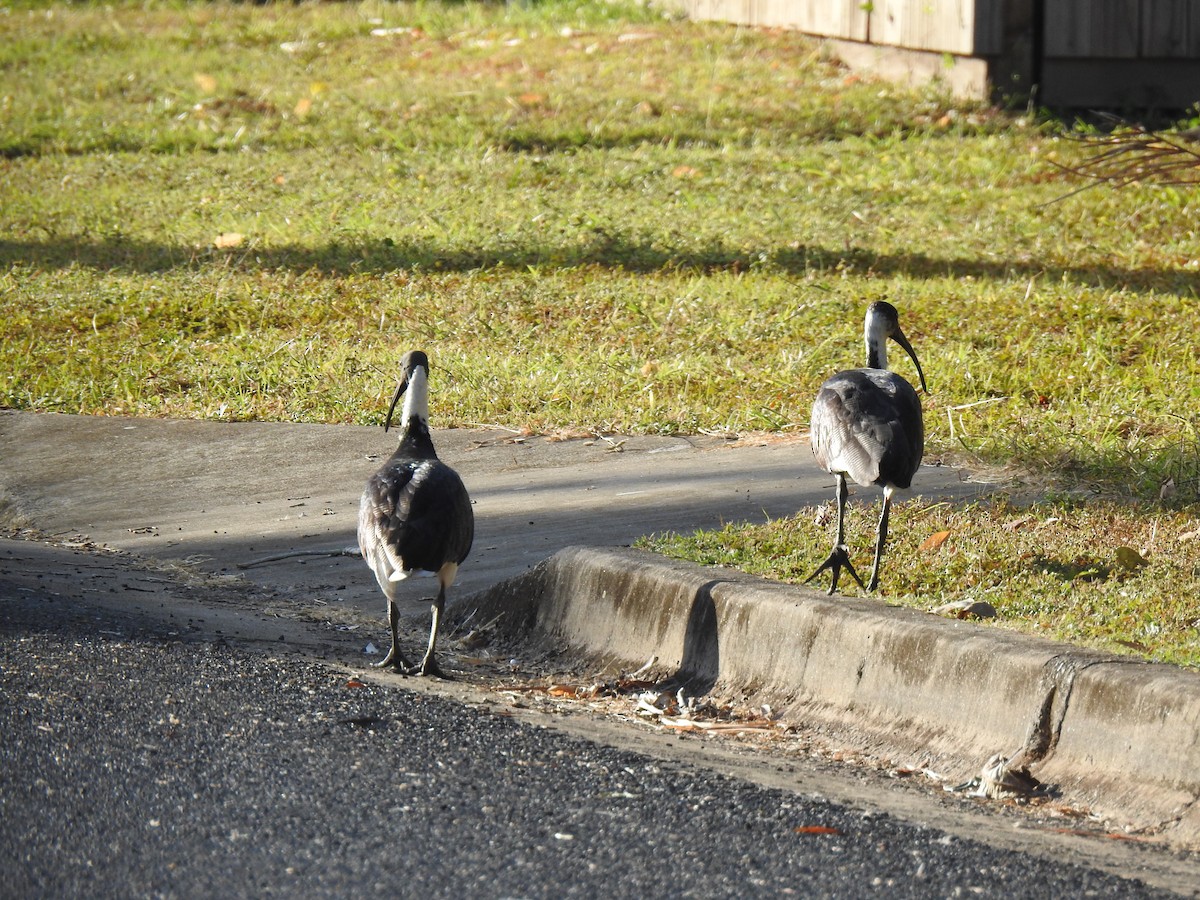 Ibis d'Australie - ML620765691