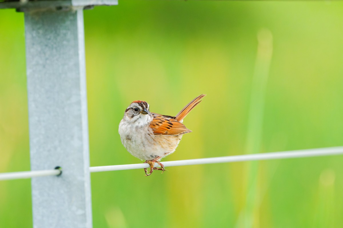 Swamp Sparrow - Darry W.