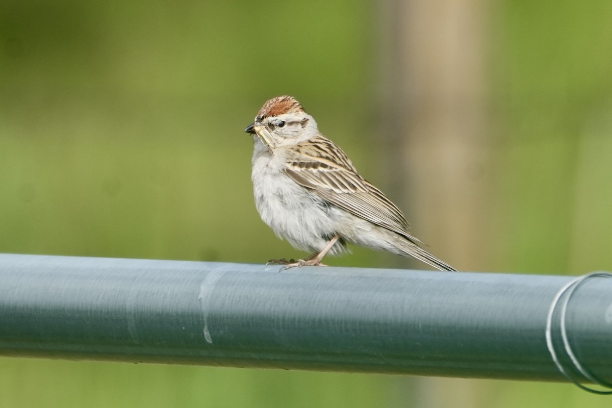 Chipping Sparrow - ML620765696