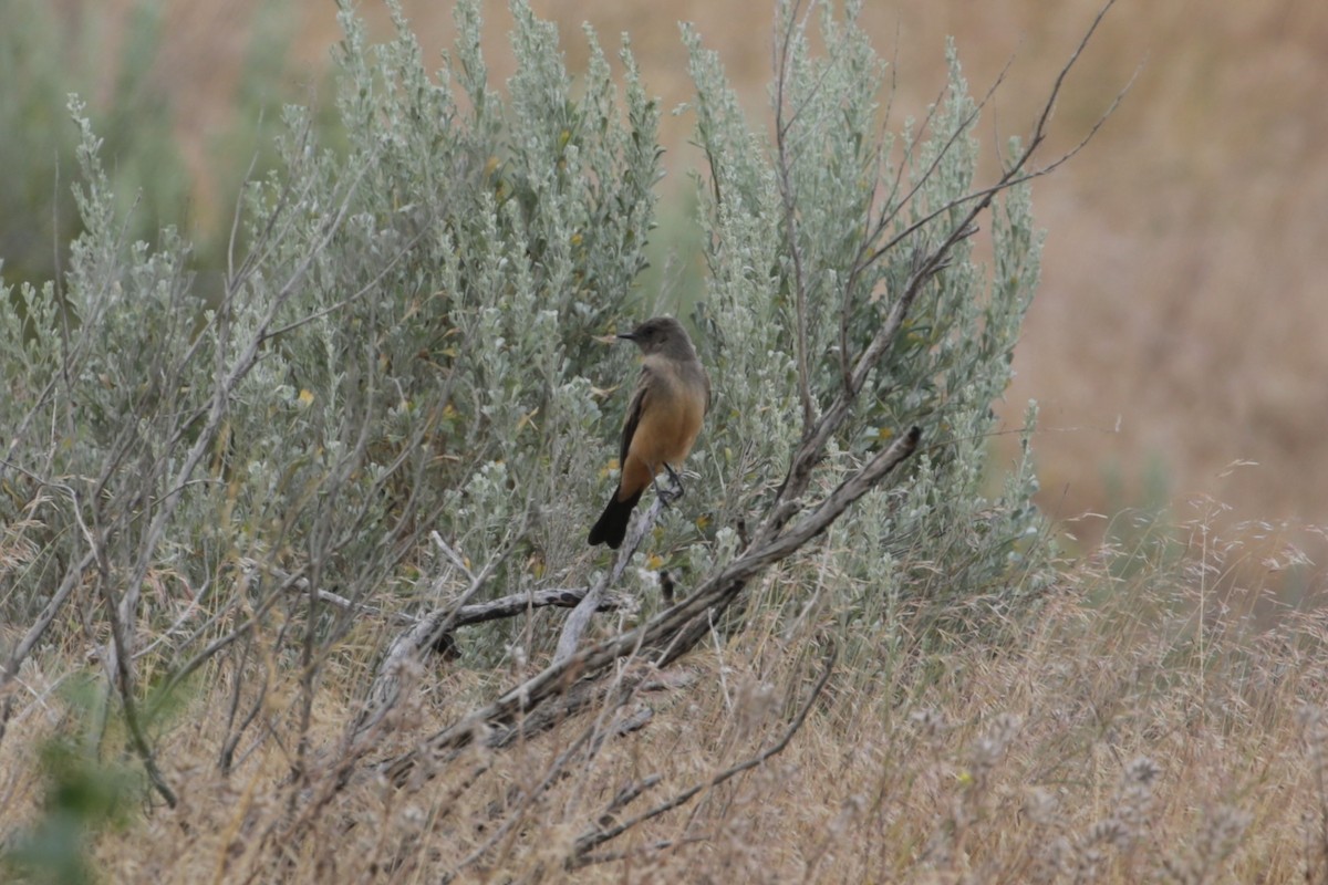 Say's Phoebe - Samuel Hain