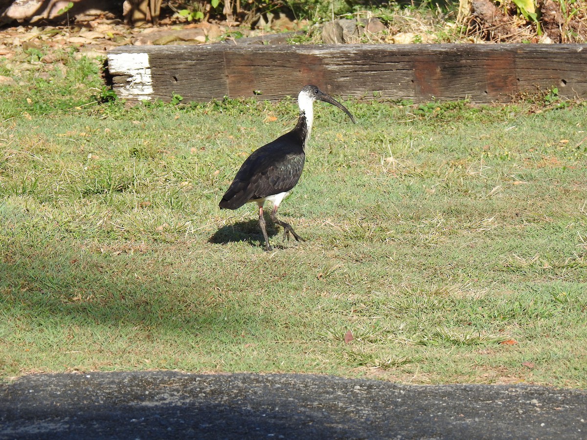 Straw-necked Ibis - ML620765700