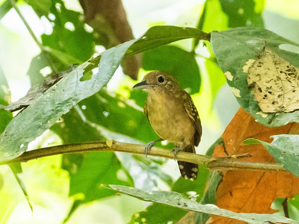 Black-crowned Antshrike - ML620765702