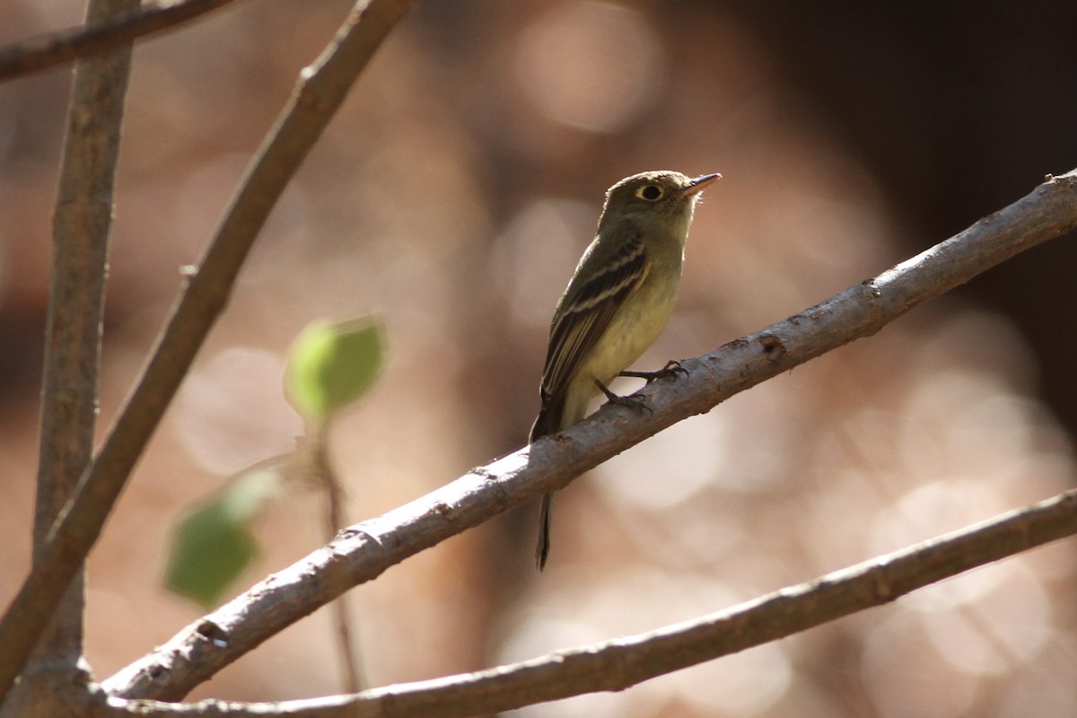 Western Flycatcher - ML620765703