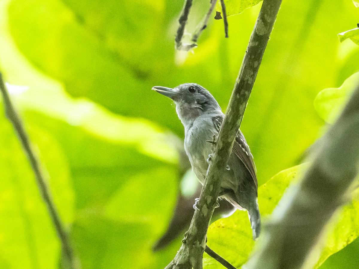 Black-crowned Antshrike - ML620765704