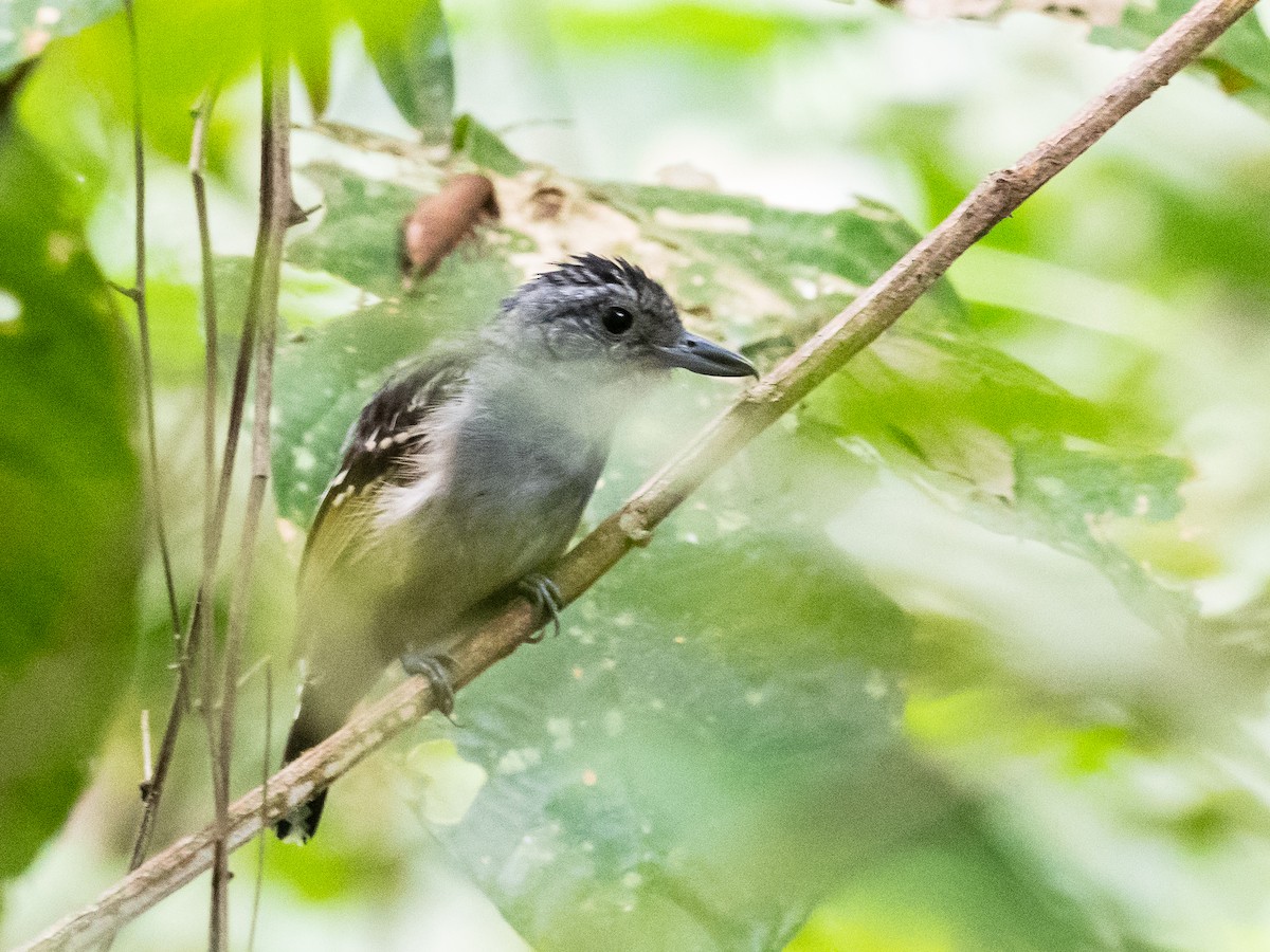 Black-crowned Antshrike - ML620765707