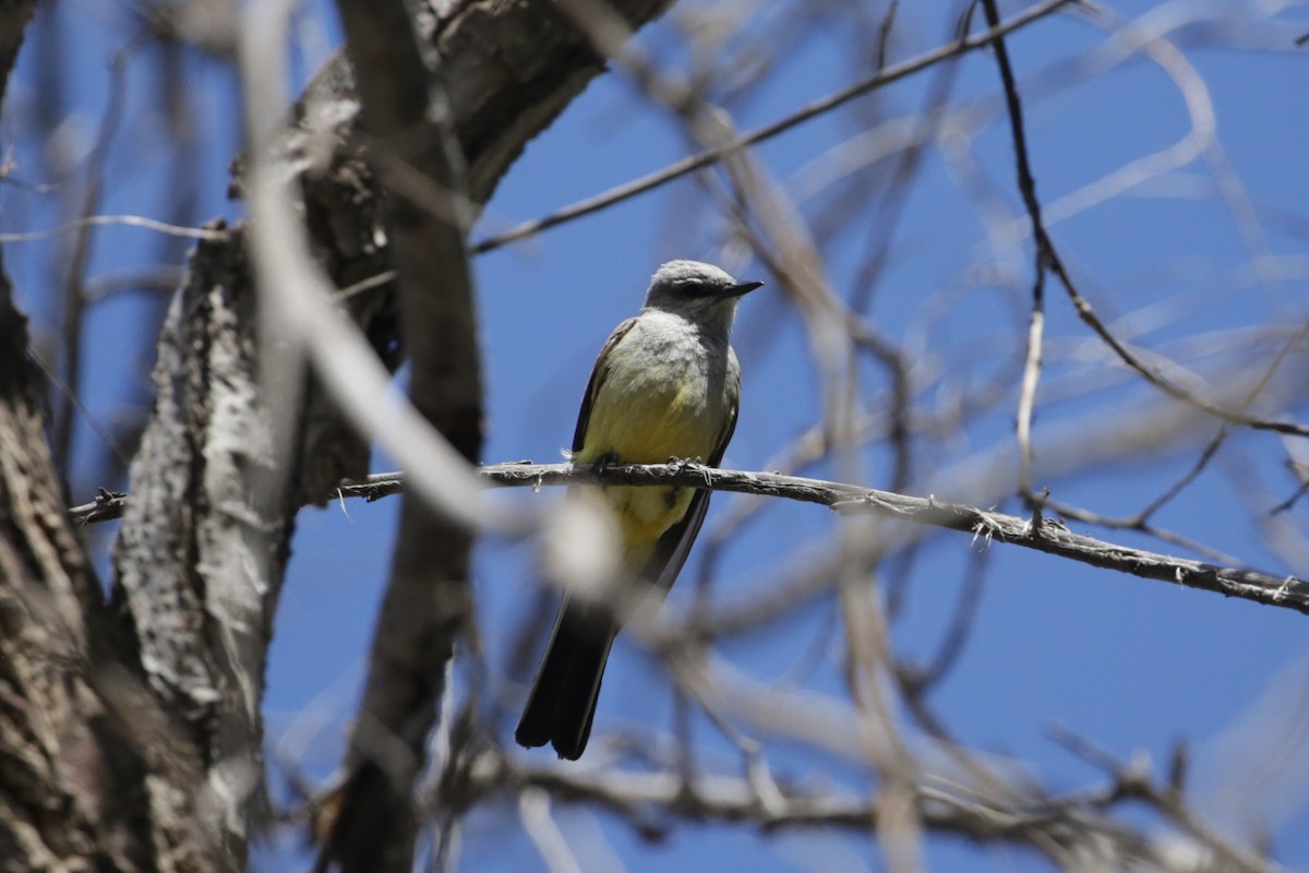 Western Kingbird - ML620765710