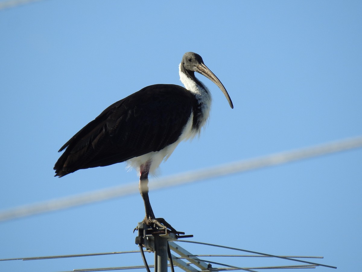 Straw-necked Ibis - ML620765712