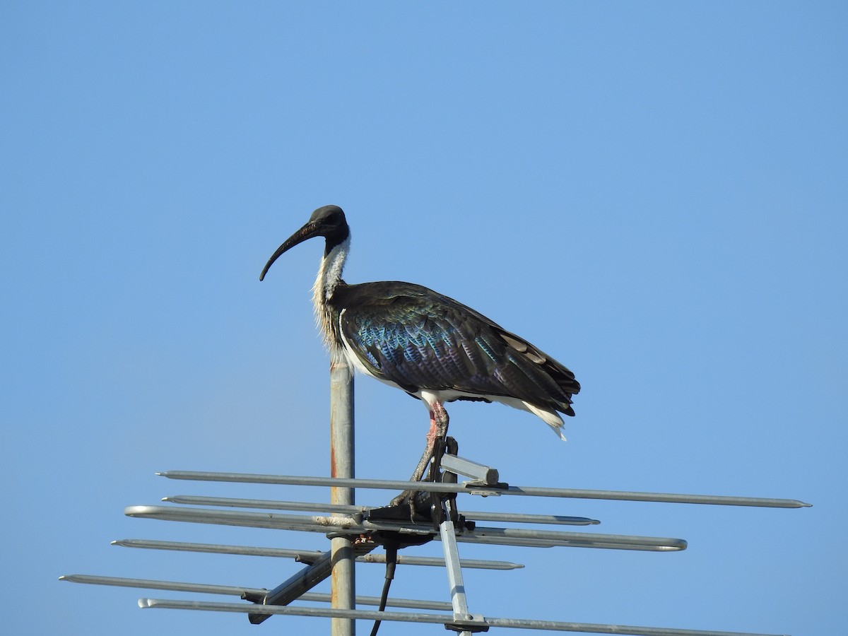 Ibis d'Australie - ML620765713