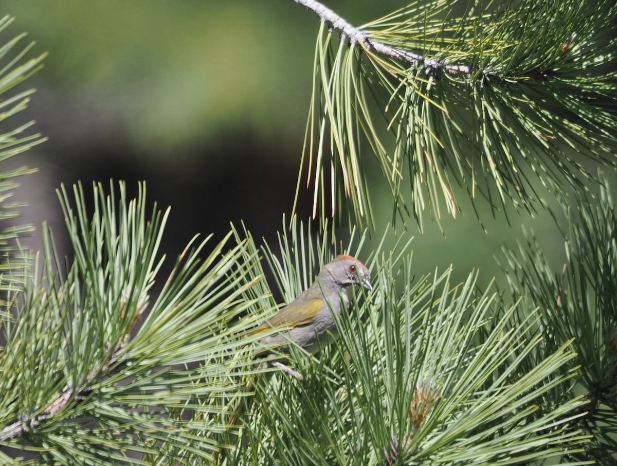 Green-tailed Towhee - ML620765714