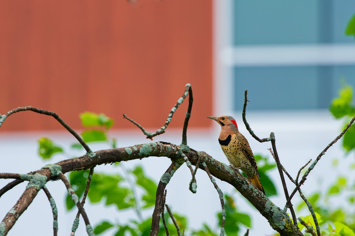 Northern Flicker - ML620765718