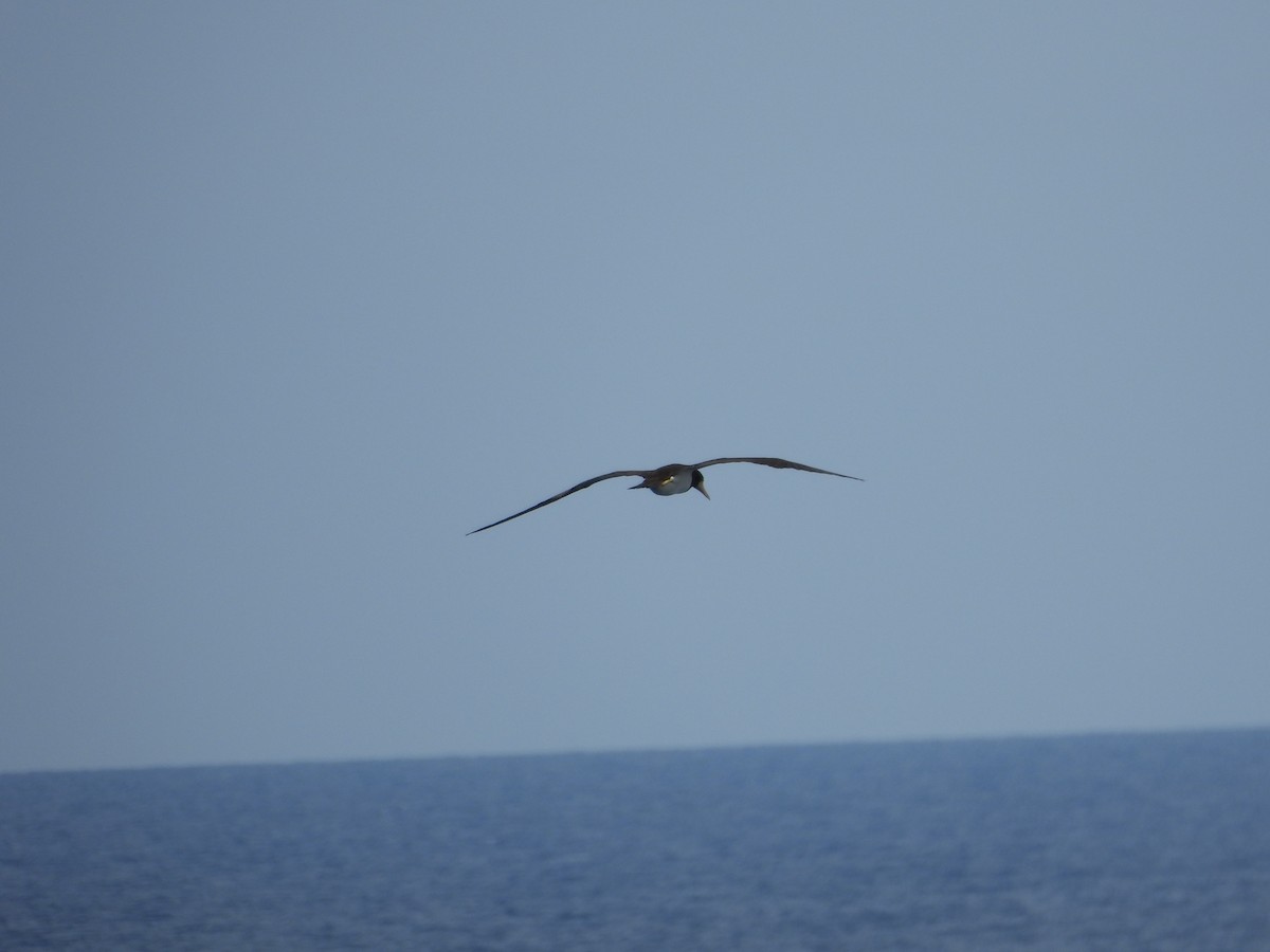 Brown Booby - ML620765720