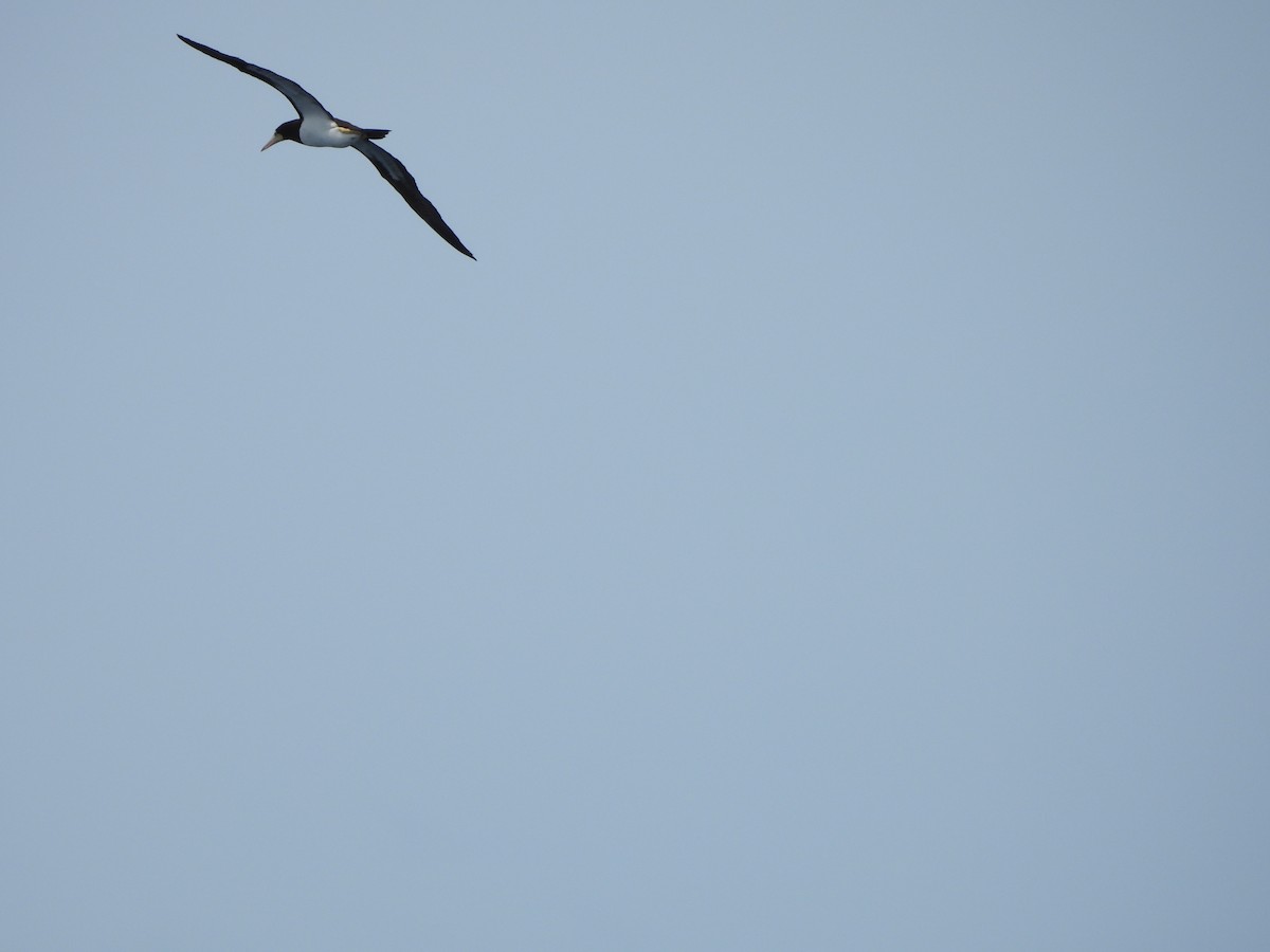 Brown Booby - ML620765723