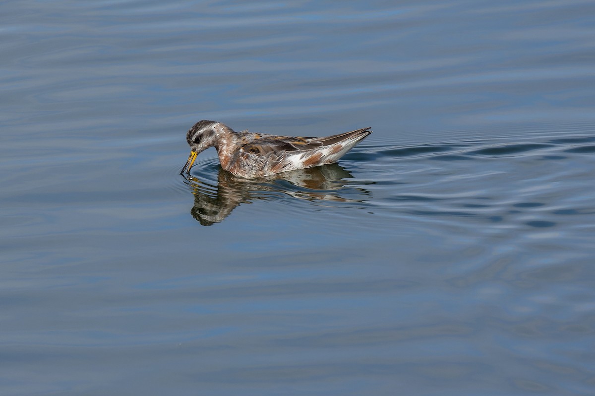 Red Phalarope - ML620765731