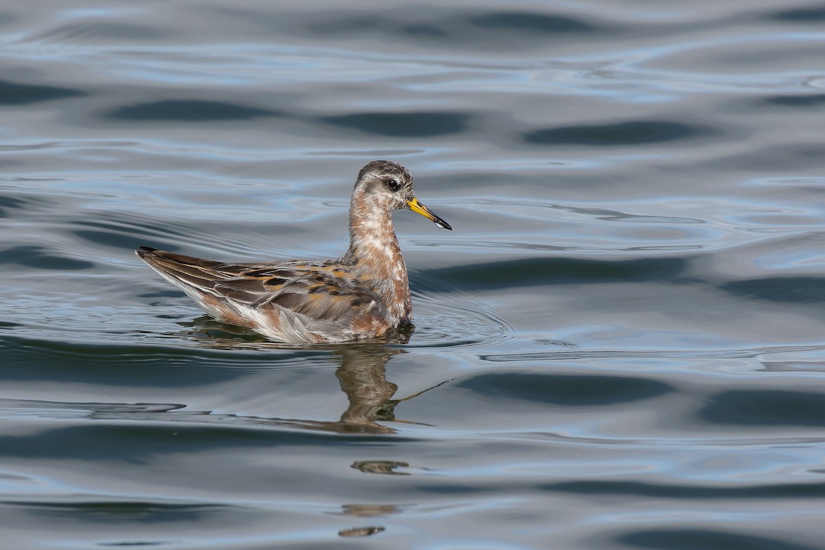 Red Phalarope - ML620765733