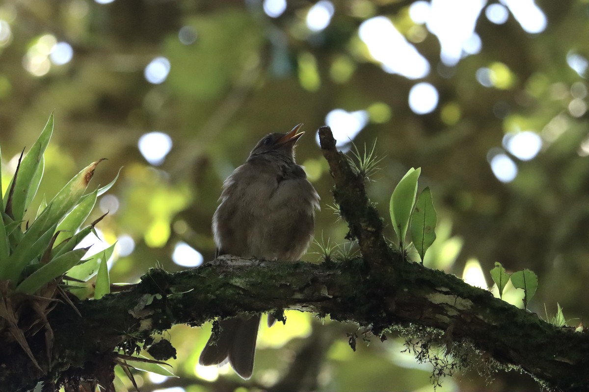 Mountain Thrush - ML620765742