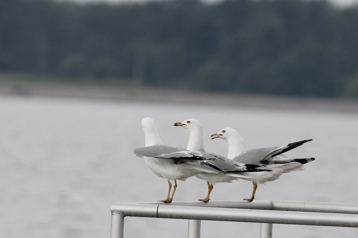 Ring-billed Gull - ML620765748