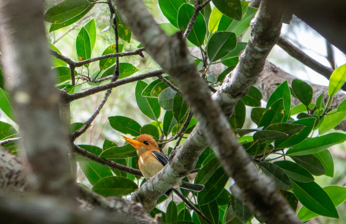 Yellow-billed Kingfisher - ML620765761