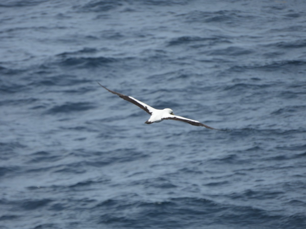 Masked Booby - ML620765763