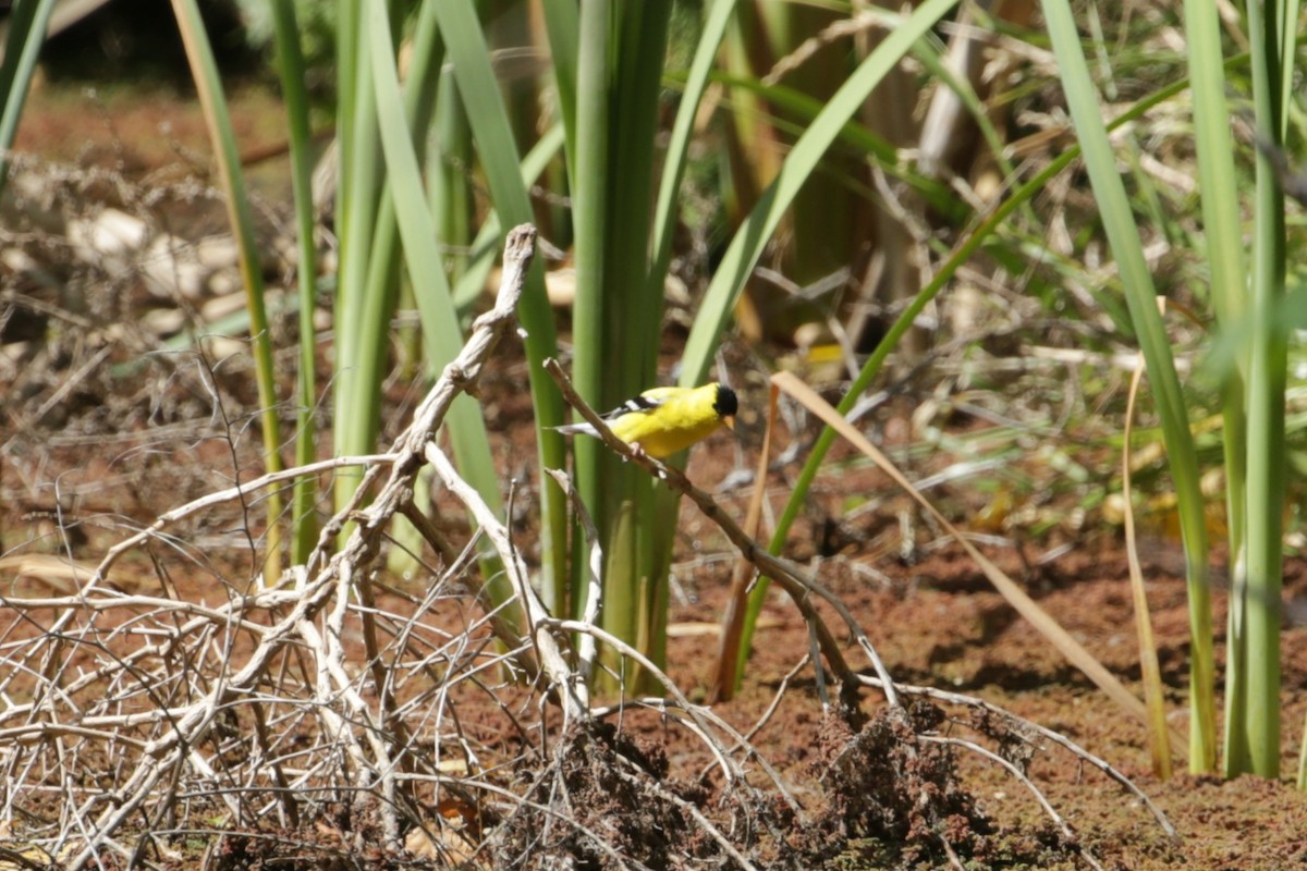 Chardonneret jaune - ML620765764