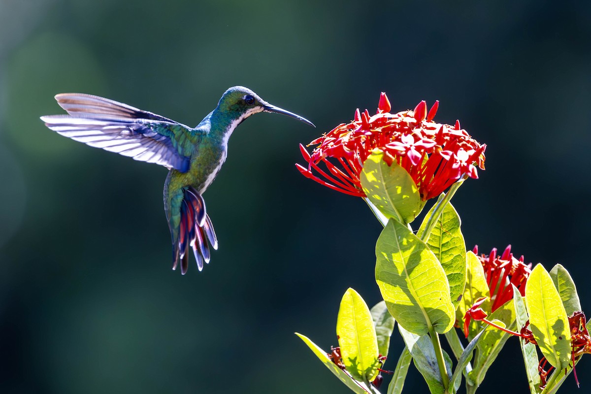 Black-throated Mango - ML620765769