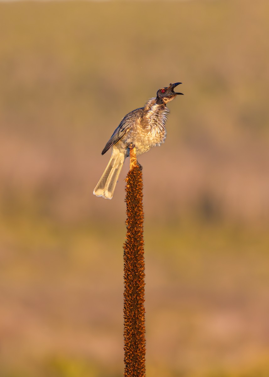 Noisy Friarbird - ML620765771