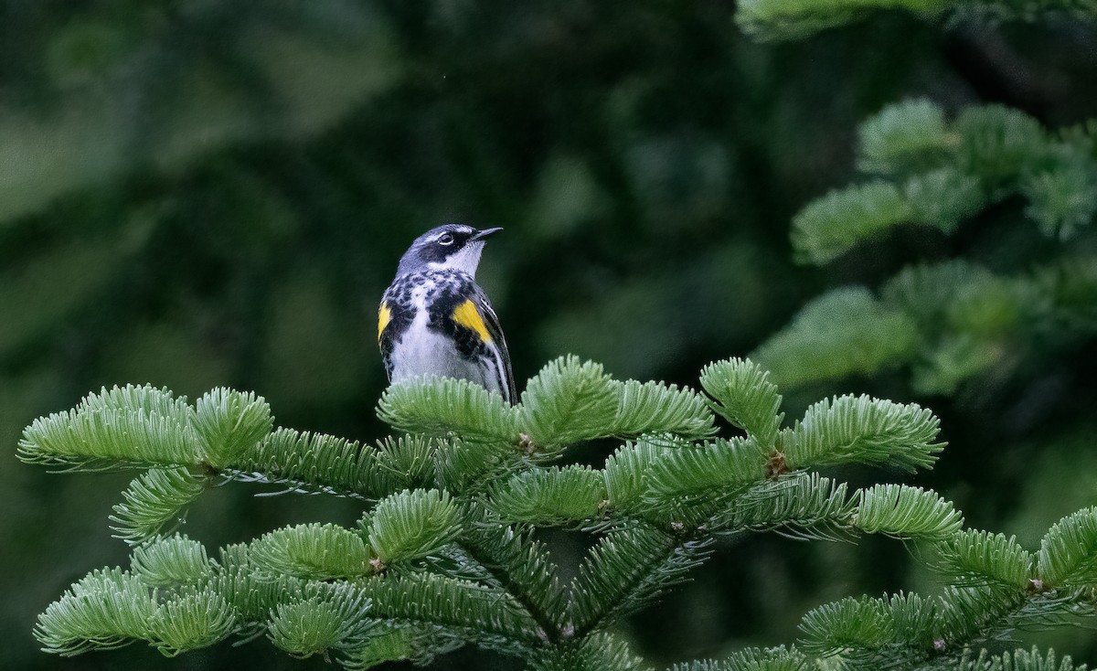 Yellow-rumped Warbler - ML620765778