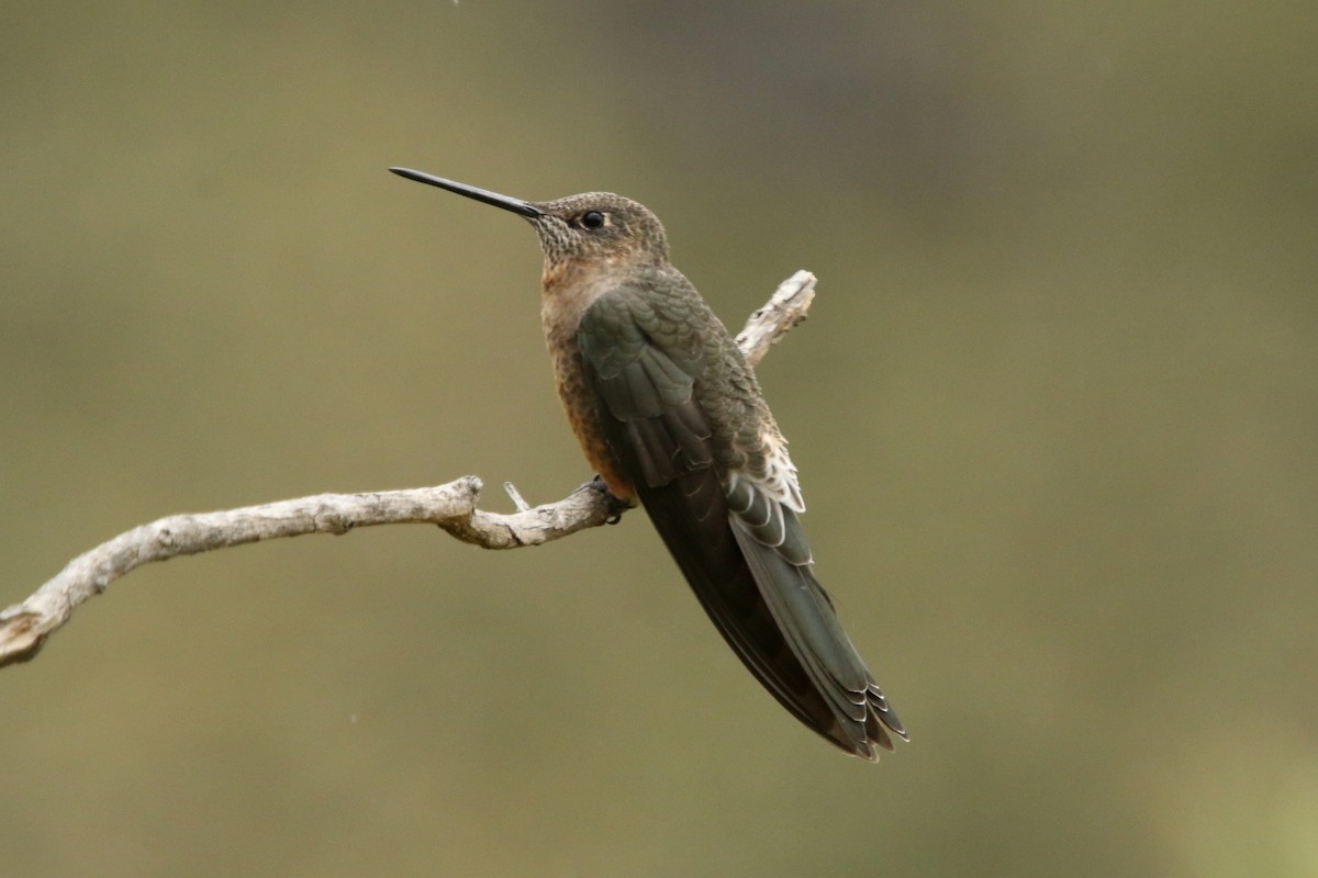 Giant Hummingbird - ML620765787