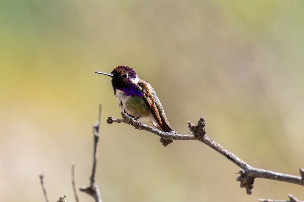 Costa's Hummingbird - ML620765795