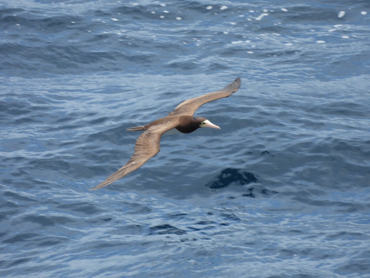 Brown Booby - ML620765806