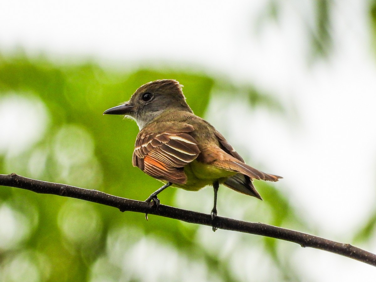 Great Crested Flycatcher - ML620765809