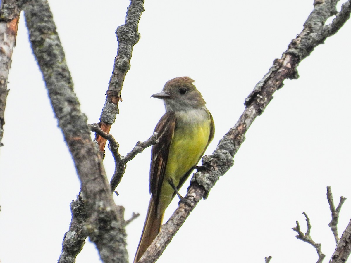 Great Crested Flycatcher - ML620765811