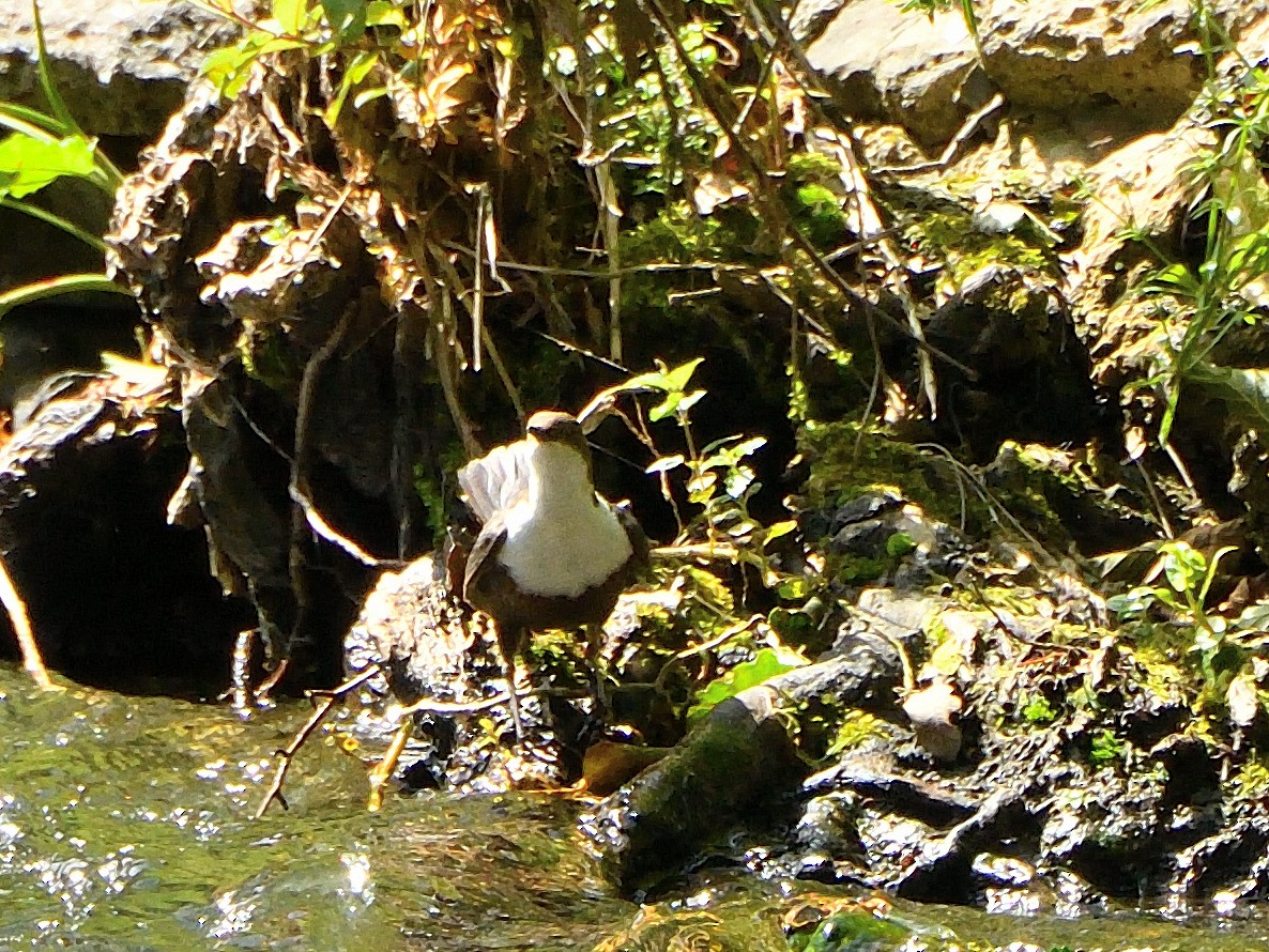 White-throated Dipper - ML620765812