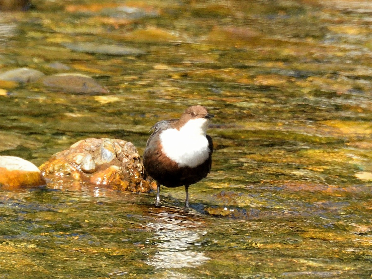 White-throated Dipper - ML620765814