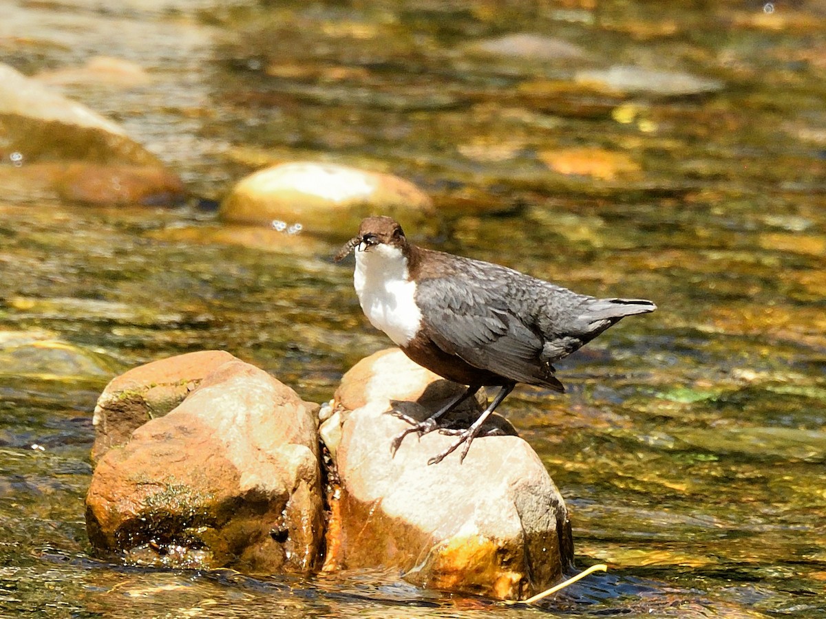 White-throated Dipper - ML620765816