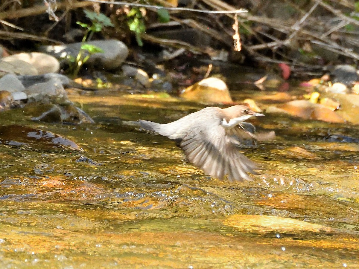 White-throated Dipper - ML620765817