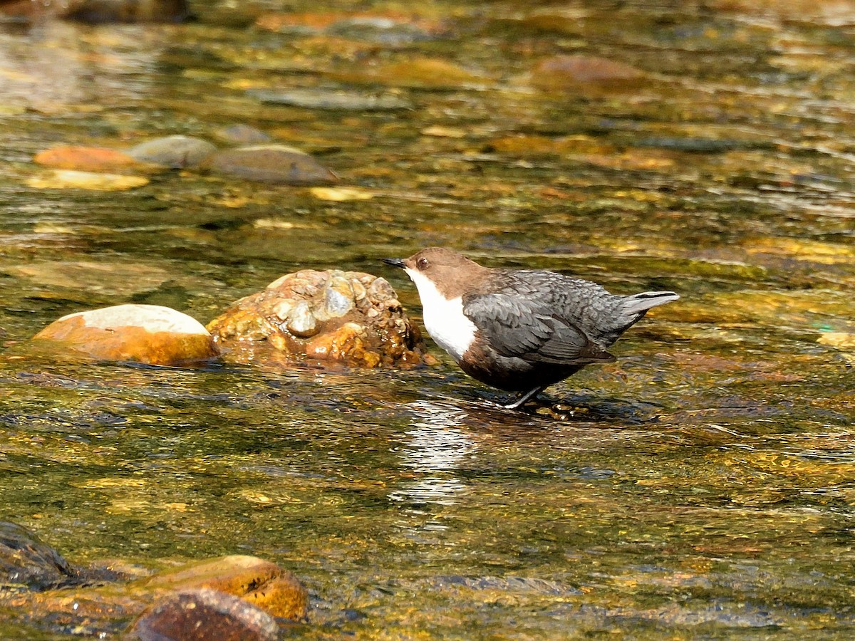 White-throated Dipper - ML620765818