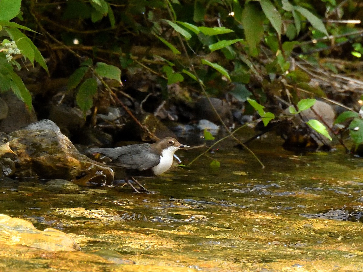 White-throated Dipper - ML620765819