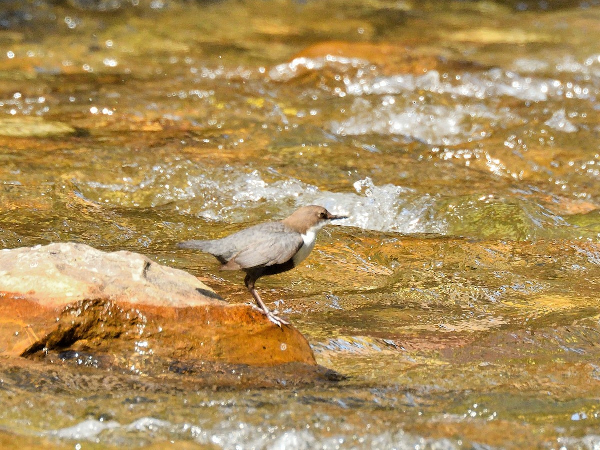 White-throated Dipper - ML620765821