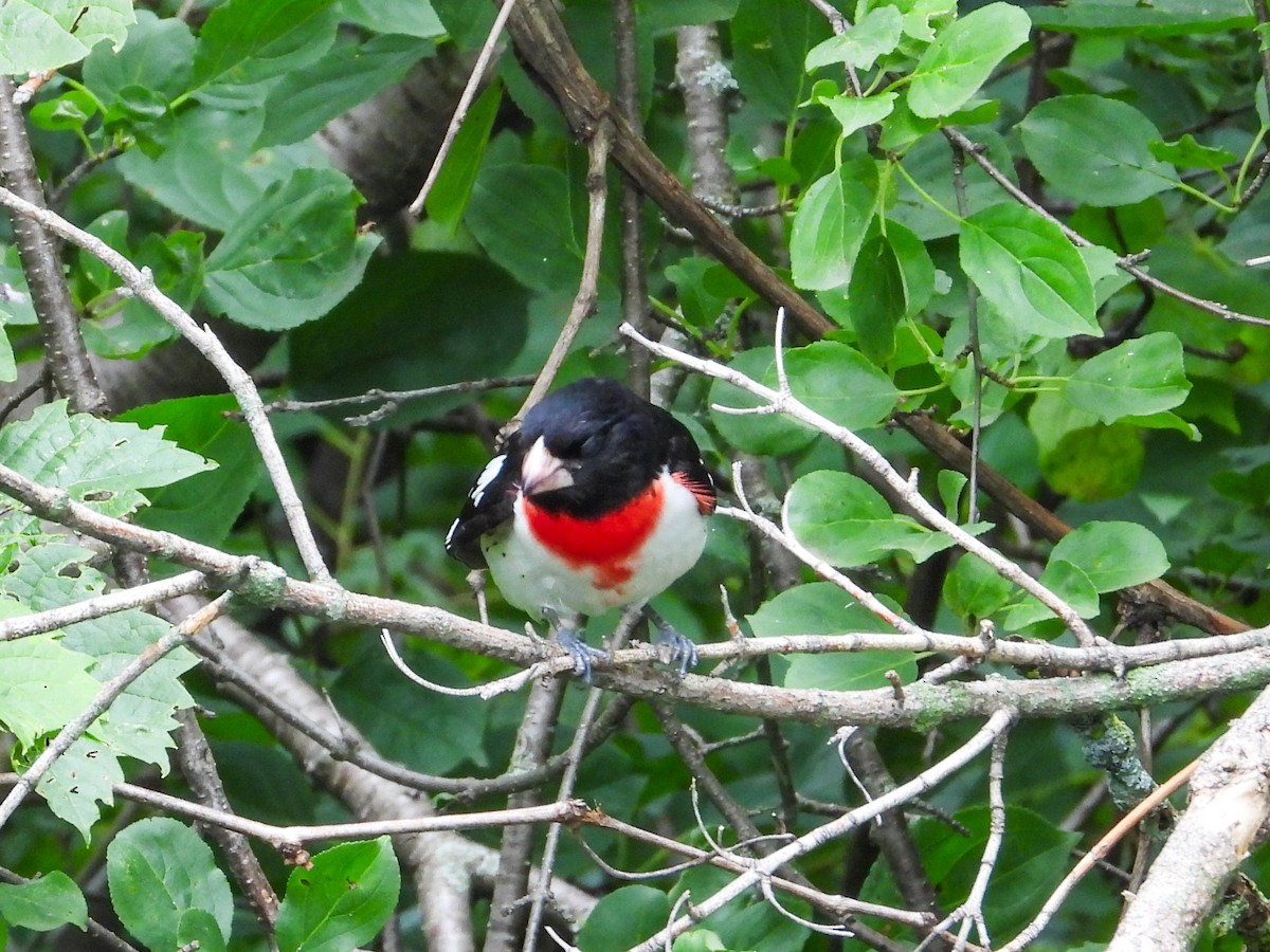 Rose-breasted Grosbeak - ML620765826