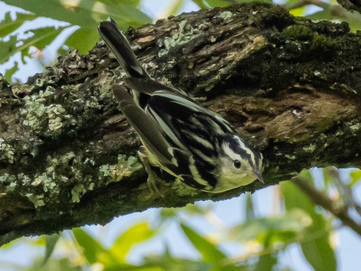 Black-and-white Warbler - ML620765827