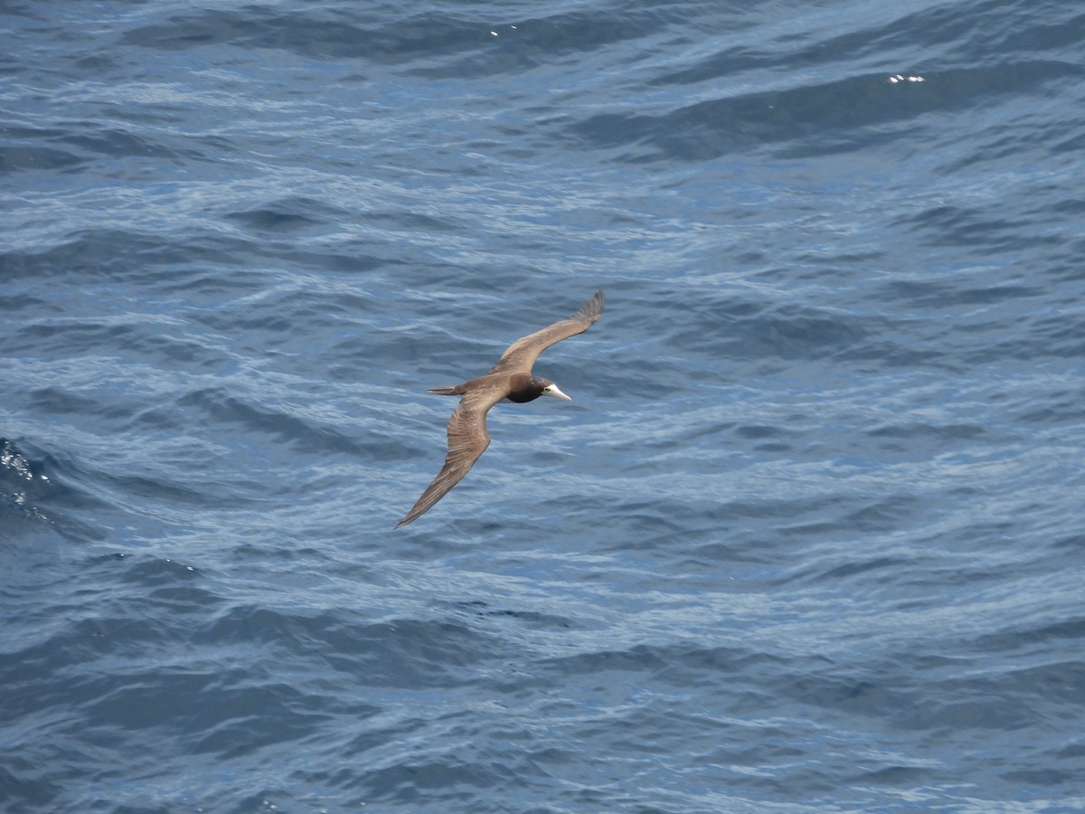 Brown Booby - ML620765829