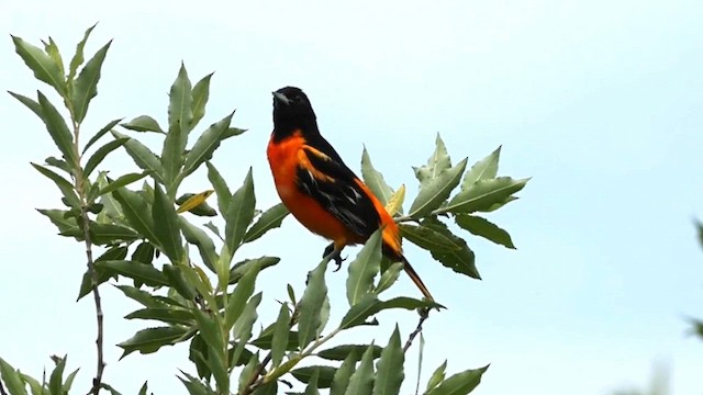 Baltimore Oriole - ML620765840